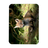 Kleine Cub Red Fox Magneet (Verticaal)