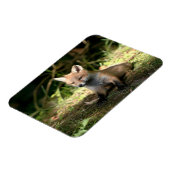 Kleine Cub Red Fox Magneet (Linkerzijde)