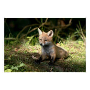 Kleine Cub Red Fox Perfect Poster