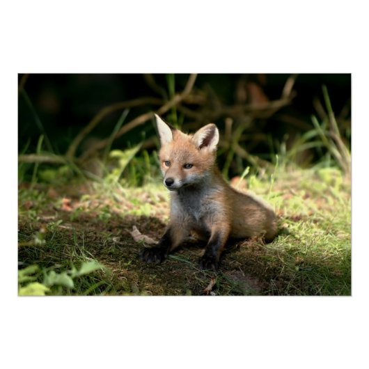 Kleine Cub Red Fox Perfect Poster (Voorkant)