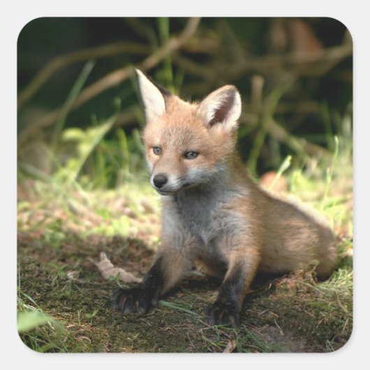 Kleine Cub Red Fox Vierkante Sticker (Voorkant)