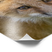 Kleine Cutie Fox Portret Foto Afdruk (Hoek)