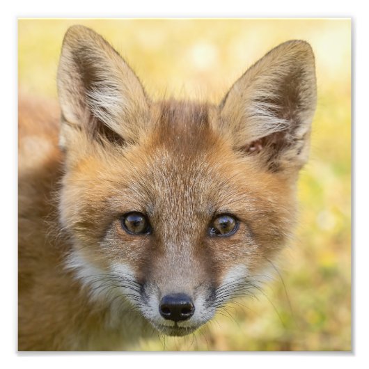 Kleine Cutie Fox Portret Foto Afdruk (Voorkant)
