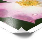 Kleine danseres - Ballerina Roos Fotografie Foto Afdruk (Hoek)