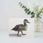 Kleine deklaag briefkaart (Staand voorkant)