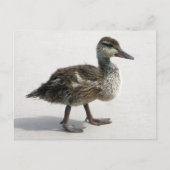 Kleine deklaag briefkaart (Voorkant)