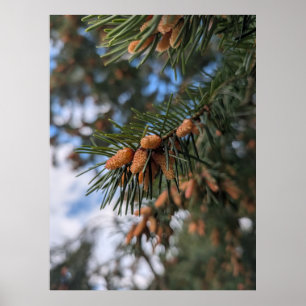 Kleine dennenappels poster