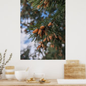 Kleine dennenappels poster (Keuken)