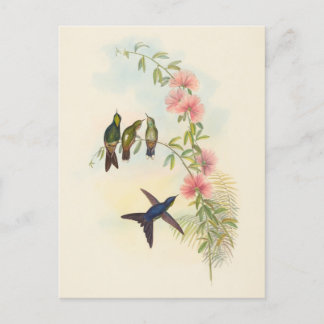 kleine doornsnavel | John Gould Briefkaart