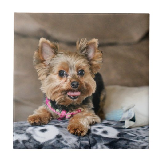 Kleine dynamo tegeltje (Voorkant)