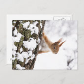 Kleine eekhoorn briefkaart (Voorkant / Achterkant)