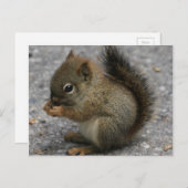 Kleine eekhoorntjes knijpen bij eten in poten briefkaart (Voorkant / Achterkant)