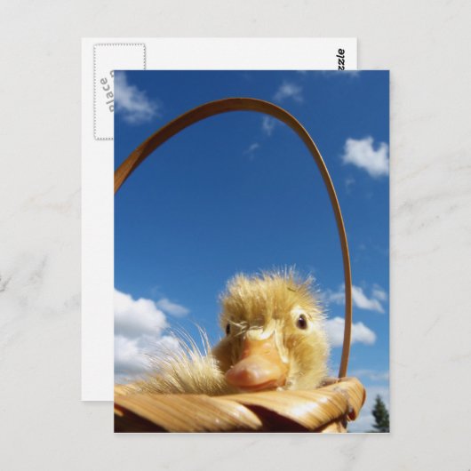 kleine eend briefkaart (Voorkant / Achterkant)