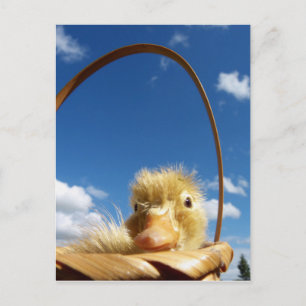 kleine eend briefkaart