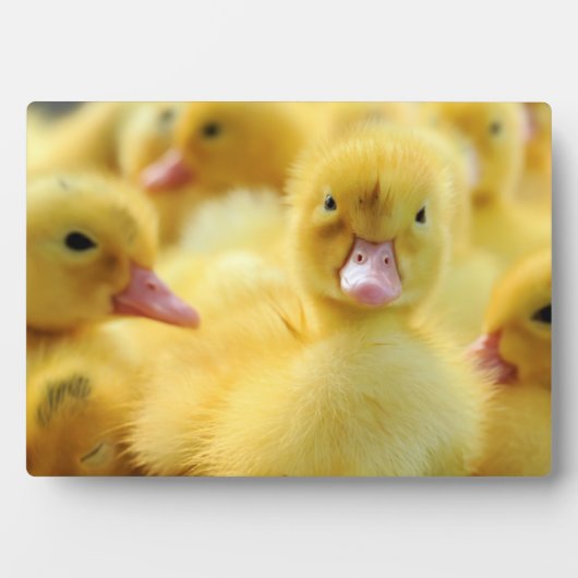 Kleine eenden fotoplaat (voorkant)