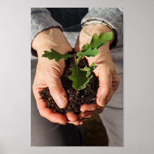 Kleine eikel in de handen van een vrouw poster (Voorkant)