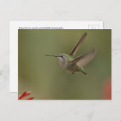 Kleine en machtige kolibrie briefkaart (Voorkant / Achterkant)