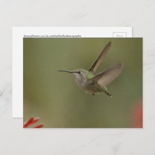 Kleine en machtige kolibrie briefkaart (Voorkant / Achterkant)