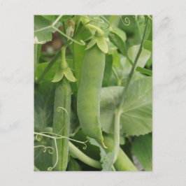 Kleine erwten van de zomer briefkaart