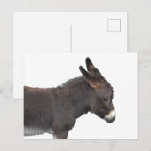 Kleine ezel Briefkaart (Voorkant / Achterkant)