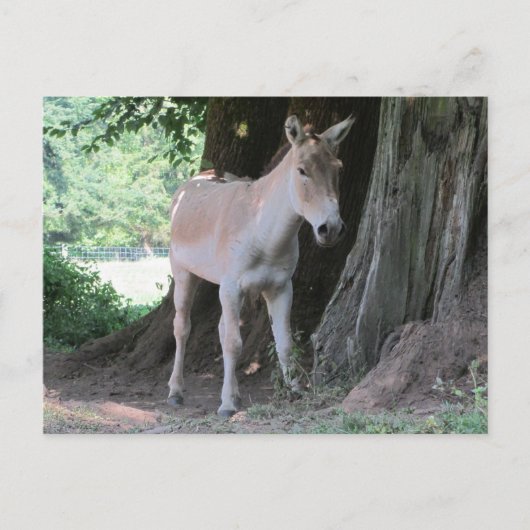 Kleine Ezel Briefkaart (Voorkant)