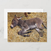 Kleine ezel veulen slapen op stro briefkaart (Voorkant / Achterkant)
