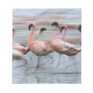 Kleine Flamingo's in beweging, Phoenicopterus Notitieblok