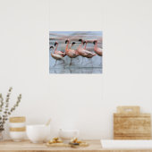 Kleine Flamingo's in beweging, Phoenicopterus Poster (Keuken)