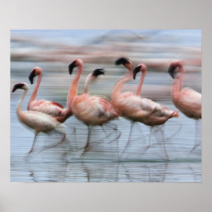 Kleine Flamingo's in beweging, Phoenicopterus Poster