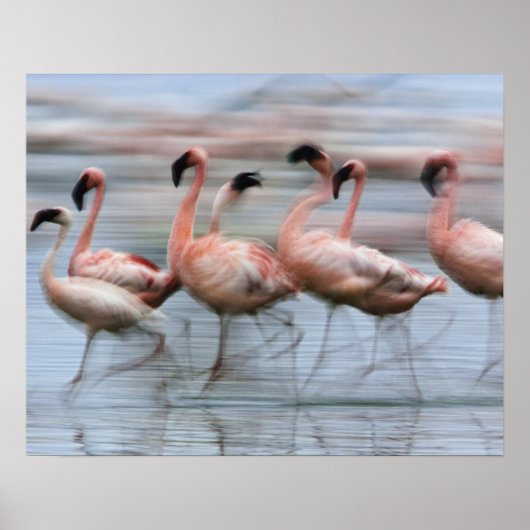 Kleine Flamingo's in beweging, Phoenicopterus Poster (Voorkant)