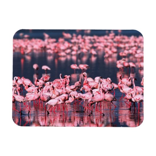 Kleine Flamingo's (Phoeniconaias minor), Afrika, Magneet (Horizontaal)