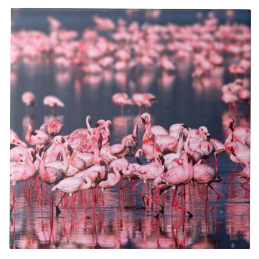 Kleine Flamingo's (Phoeniconaias minor), Afrika, Tegeltje (Voorkant)