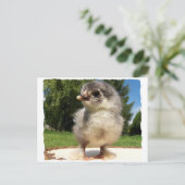 kleine fluffenkuiken briefkaart (Staand voorkant)