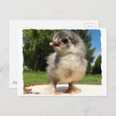kleine fluffenkuiken briefkaart (Voorkant / Achterkant)