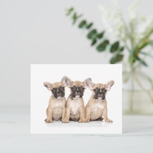 Kleine Franse bulledogs Briefkaart (Staand voorkant)