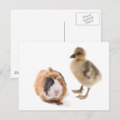 kleine gans en cavia ' s briefkaart (Voorkant / Achterkant)