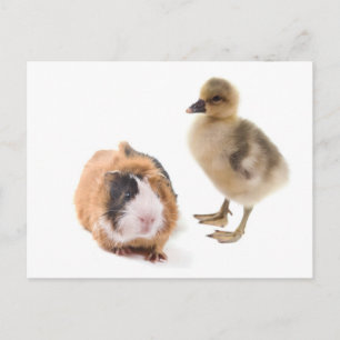kleine gans en cavia ' s briefkaart