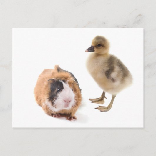 kleine gans en cavia ' s briefkaart (Voorkant)
