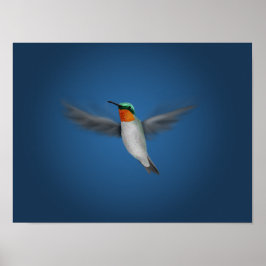 Kleine geïllustreerde Hummingbird Poster