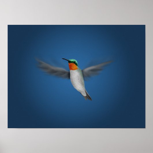 Kleine geïllustreerde Hummingbird Poster (Voorkant)