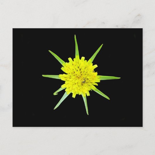 Kleine Geitenbaard Wilde Bloem Briefkaart (Voorkant)