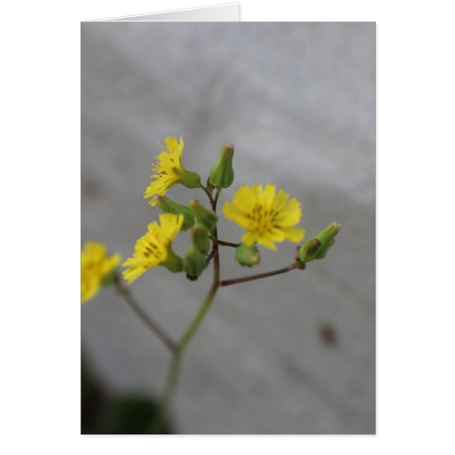Kleine gele bloem #3 (Voorkant)
