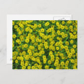  kleine gele bloemen briefkaart (Voorkant / Achterkant)