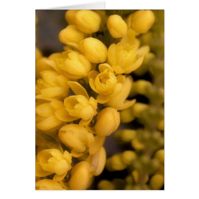 Kleine gele bloesems (Voorkant)