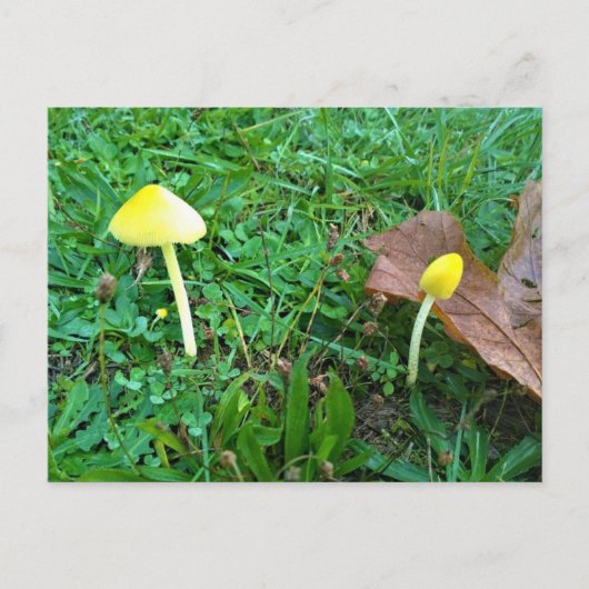 Kleine gele paddenstoelen briefkaart (Voorkant)