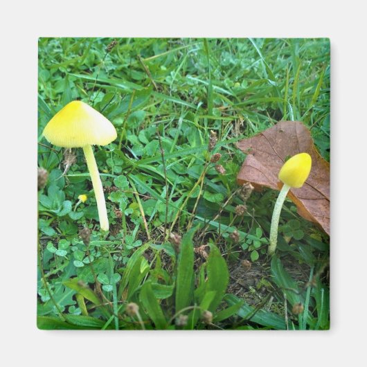 Kleine gele paddenstoelen magneet (Voorkant)