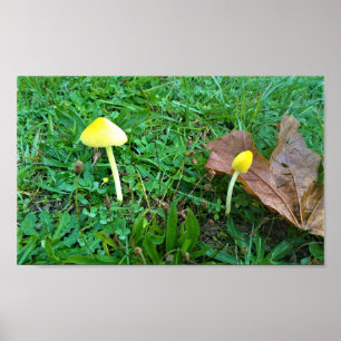 Kleine gele paddenstoelen poster