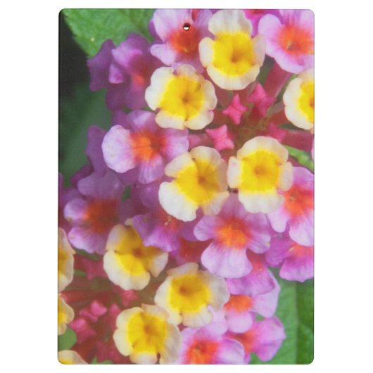 Kleine gele roze en Paarse tropische bloemen Klembord (Achterkant)