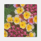 Kleine gele tropische bloemen met roze knoppen magneet (Voorkant)