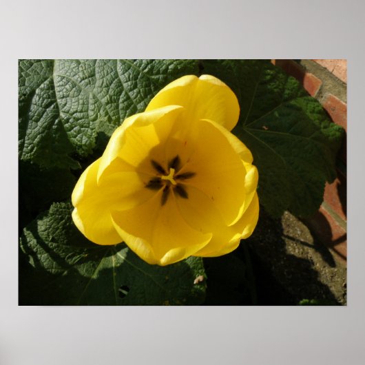 Kleine Gele Tulp Print (Voorkant)